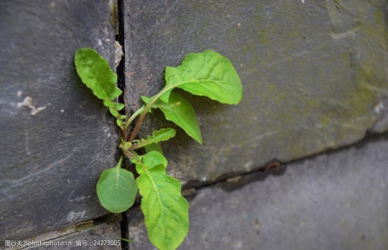 绝处求生图片素材