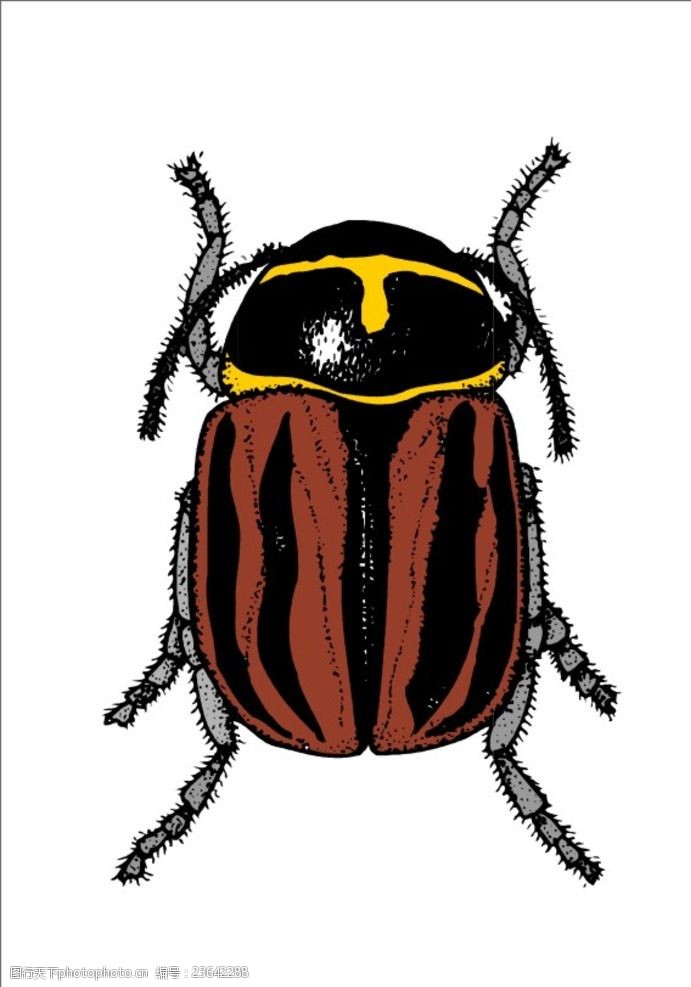 大甲虫图片素材