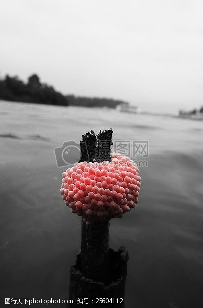 苹果螺卵图片素材