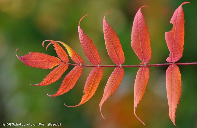 自然的背景虚化秋天的红叶