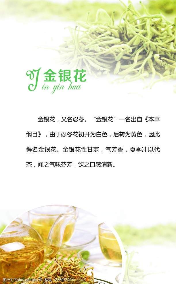 茶文化海报设计金银花花茶宣传页