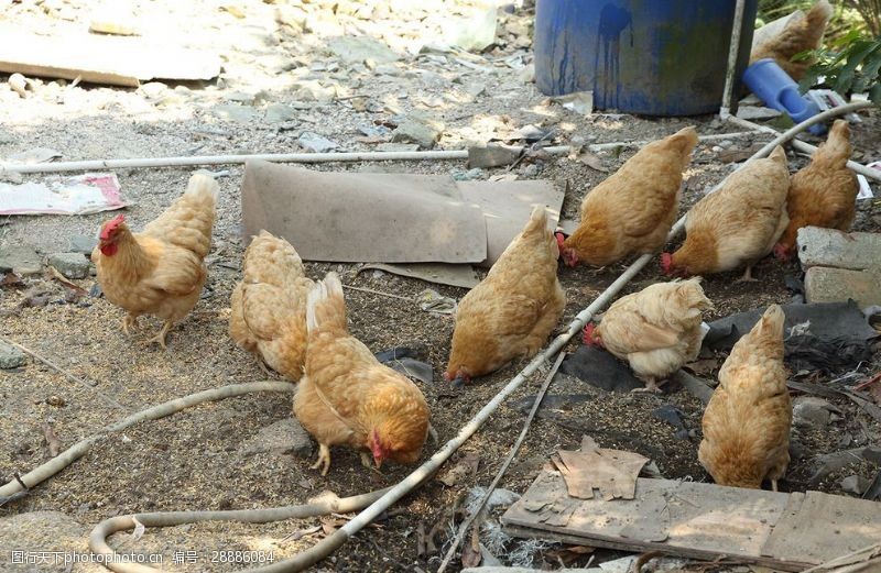 海南旅游农家养鸡散养鸡