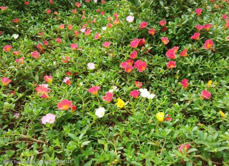 彩色的花花坛中粉白黄红色的小花丛