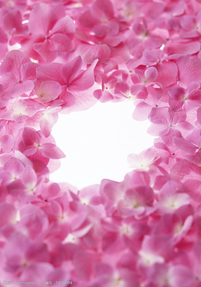 粉色玫瑰花背景粉色花瓣
