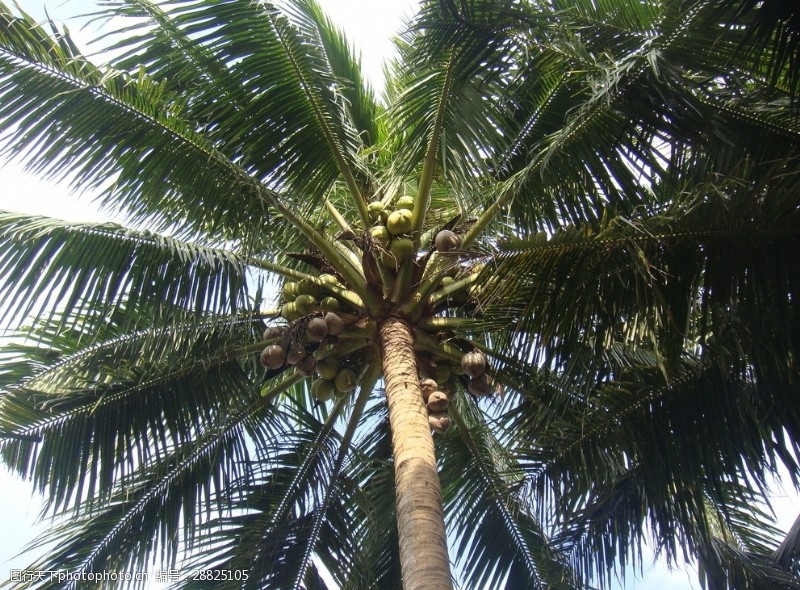 海南旅游椰子树