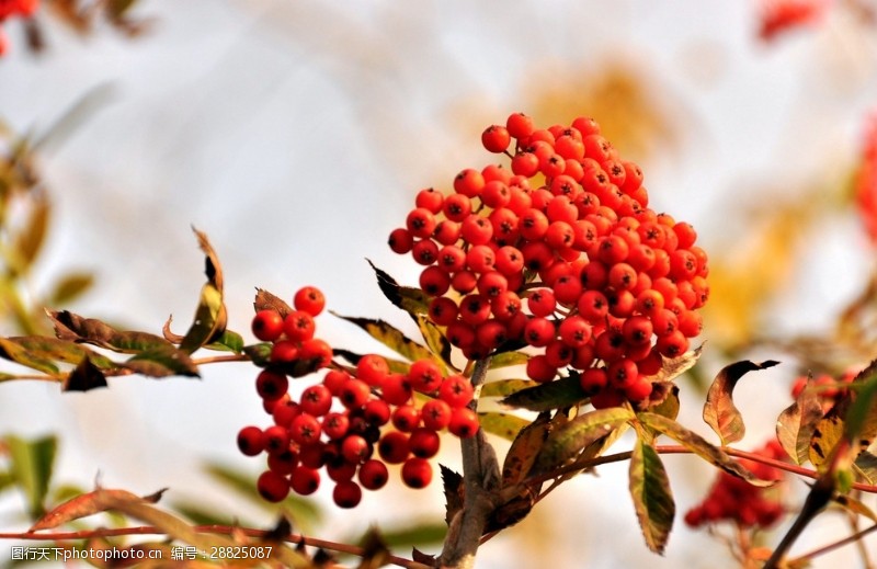 花楸树图片免费下载 花楸树素材 花楸树模板 图行天下素材网