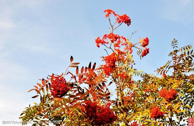花楸树图片免费下载 花楸树素材 花楸树模板 图行天下素材网