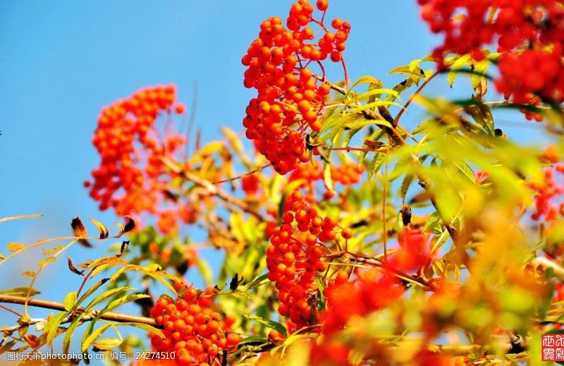 花楸树图片免费下载 花楸树素材 花楸树模板 图行天下素材网