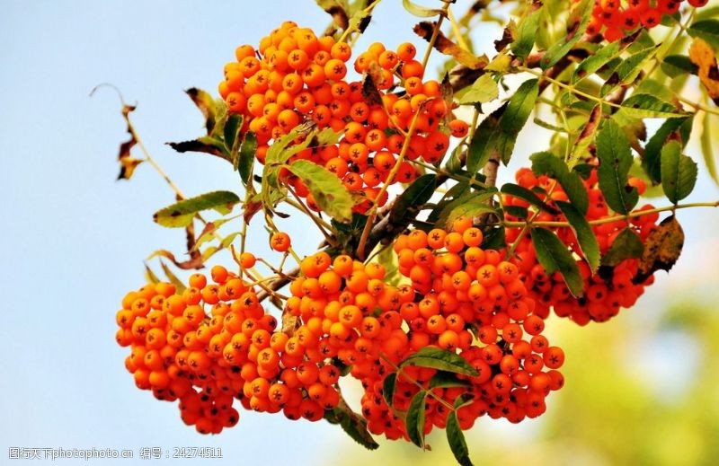 花楸树图片免费下载 花楸树素材 花楸树模板 图行天下素材网