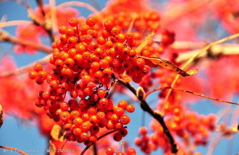花楸树图片免费下载 花楸树素材 花楸树模板 图行天下素材网