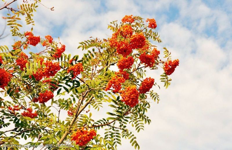 花楸树图片免费下载 花楸树素材 花楸树模板 图行天下素材网