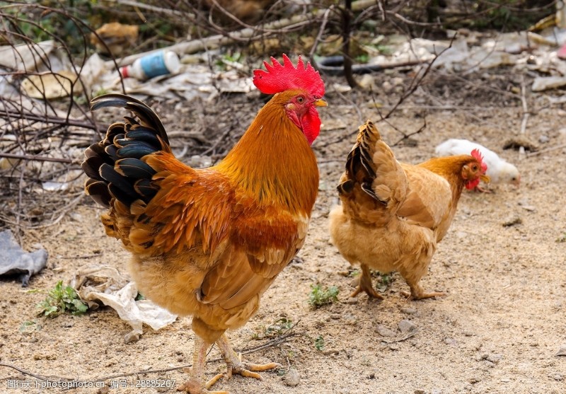 无污染鸡蛋公鸡和母鸡