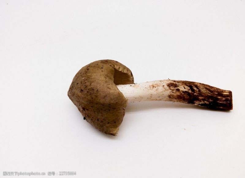 野蘑菇鸡枞菌蘑菇野生香菇菌类