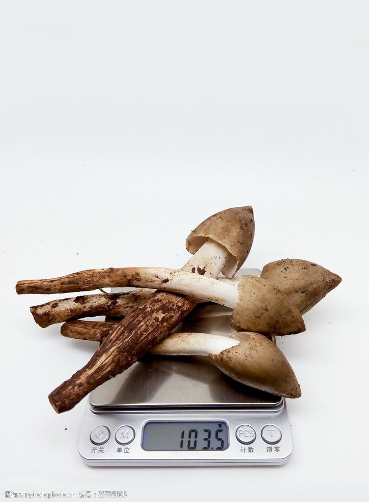 野蘑菇鸡枞菌蘑菇野生香菇菌类