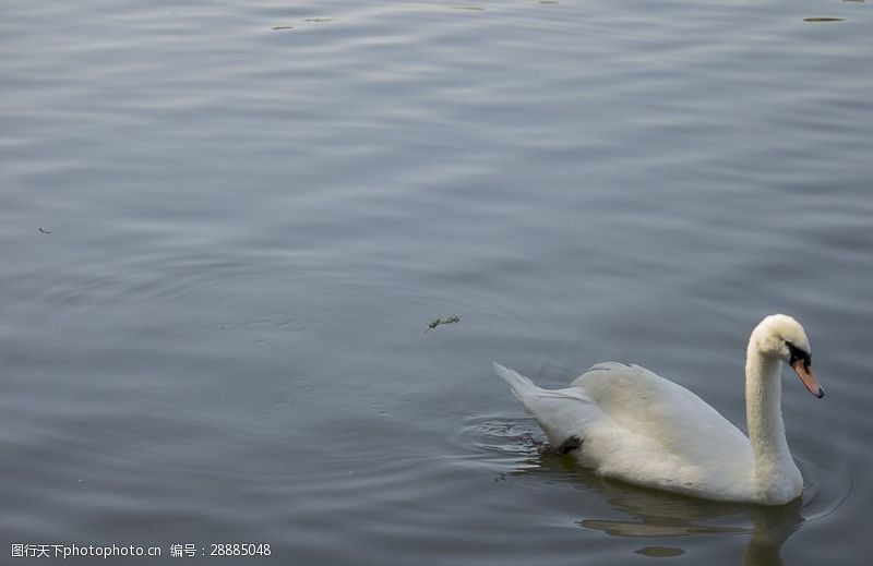 水中的一只白天鹅