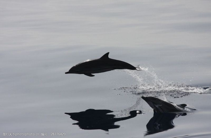 海豚摄影飞艇划水