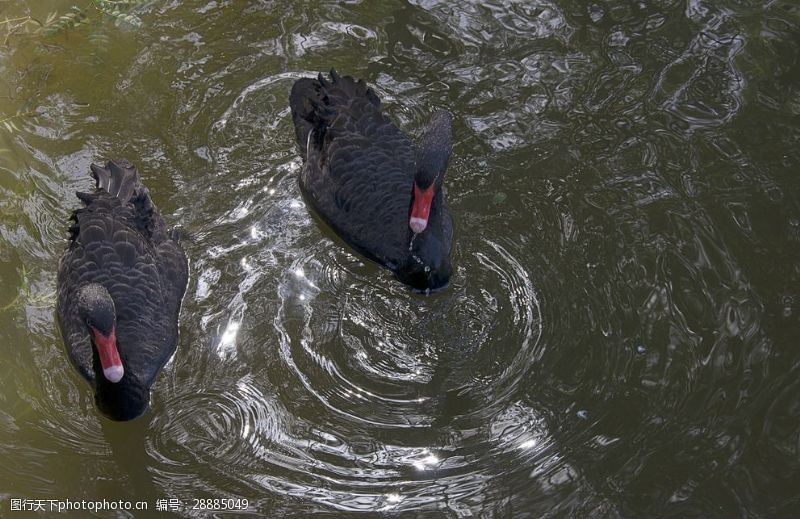 两只水中的黑天鹅