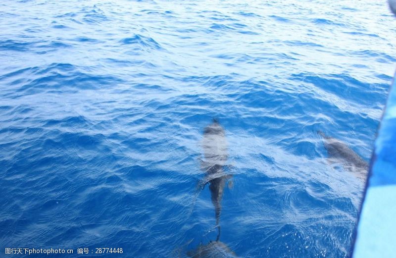 海豚摄影海豚