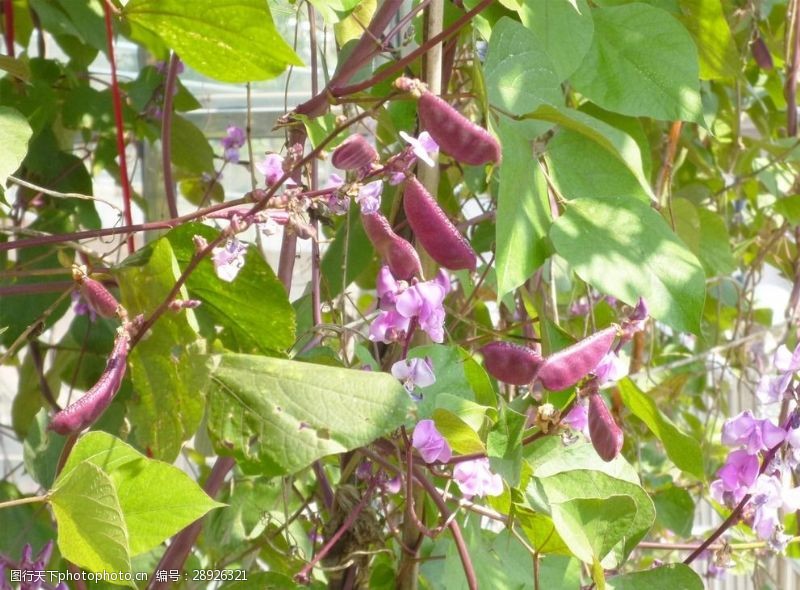 紫刀豆紫扁豆