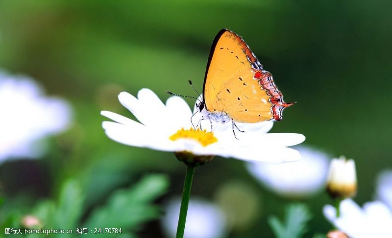 彩色的花雏菊上的蝴蝶