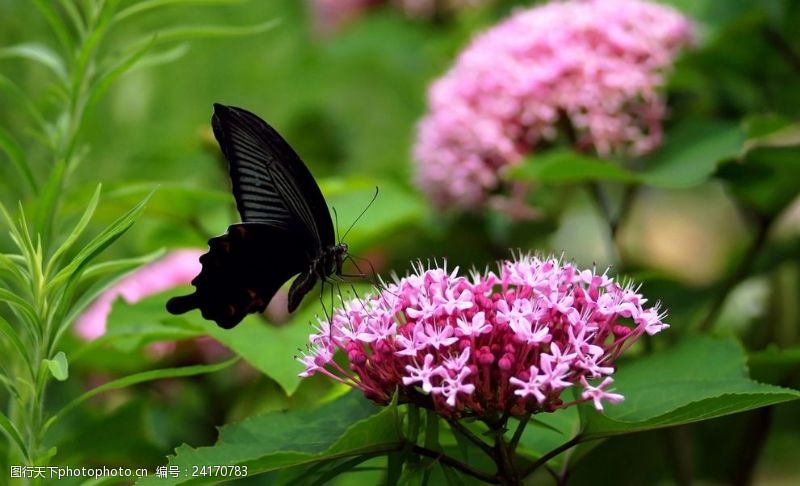彩色的花黑色蝴蝶