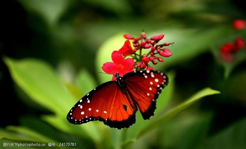 彩色的花红花红蝴蝶