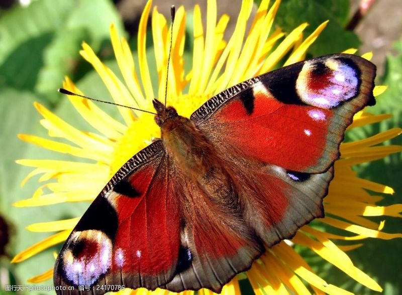 彩色的花红色花纹蝴蝶