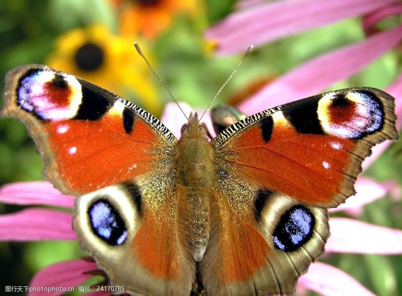 彩色的花花纹蝴蝶