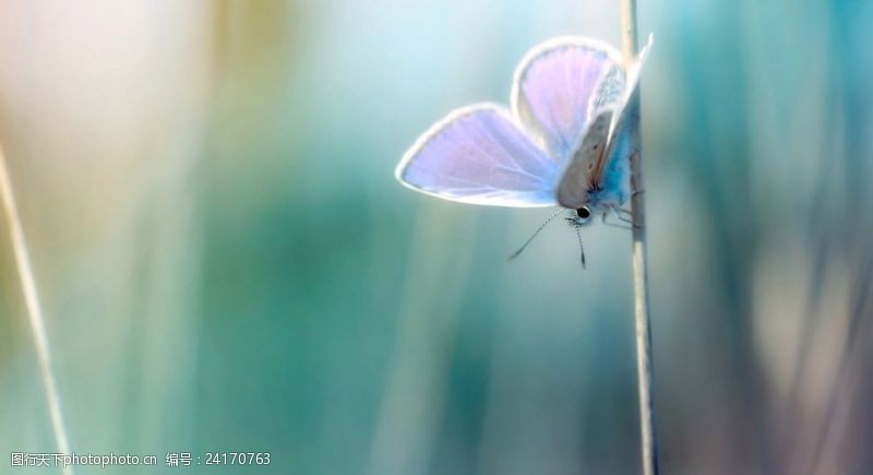 彩色的花蓝色背景蝴蝶
