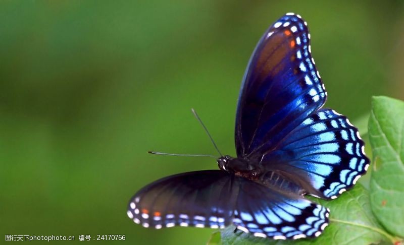 彩色的花蓝色蝴蝶