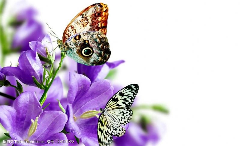 彩色的花紫色花朵上的蝴蝶