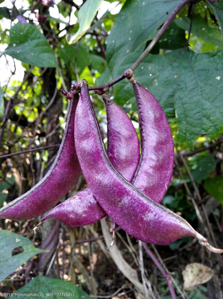 紫刀豆刀豆