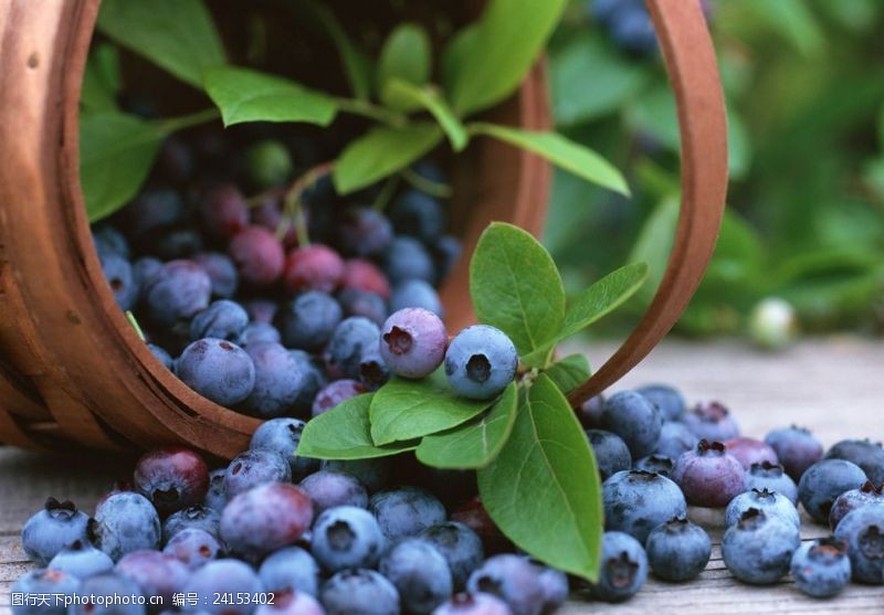植美人蓝莓