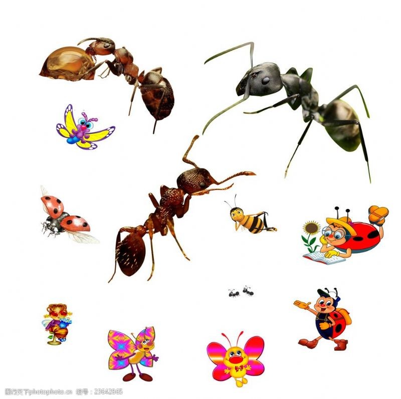 小王子蚂蚁卡通七星瓢虫