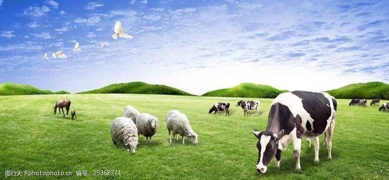 牧羊草原奶牛