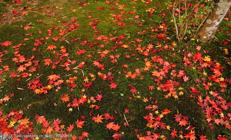 景观画册封面地上的红叶