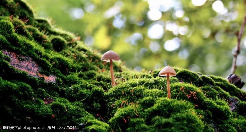 野蘑菇菌类蘑菇