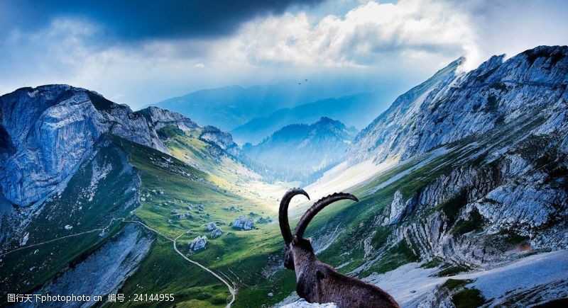 瑞士风光雪山绵羊