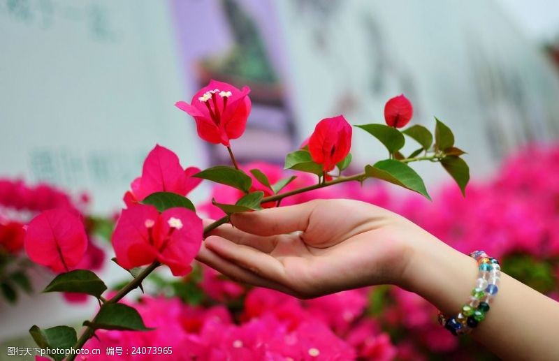 梅红背景手和花