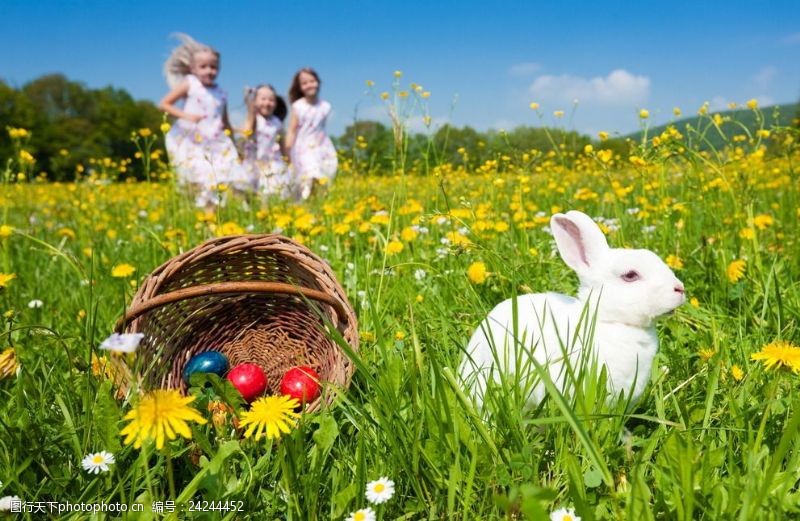 复活草复活节兔子彩蛋