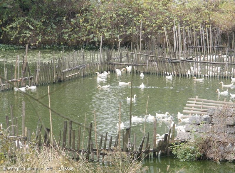 农家乐水塘篱笆鸭子