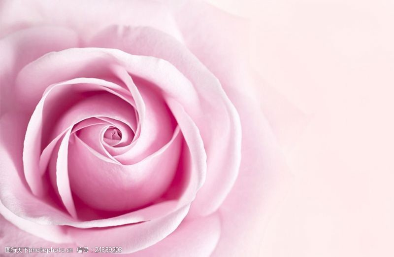 粉色玫瑰花背景花背景