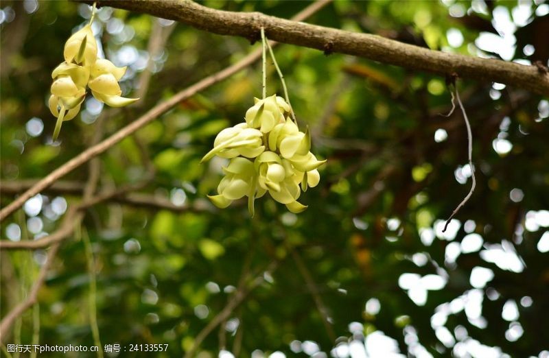 白花油麻藤图片免费下载 白花油麻藤素材 白花油麻藤模板 图行天下素材网