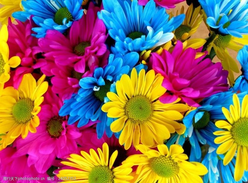 彩色的花绚丽多彩的菊花