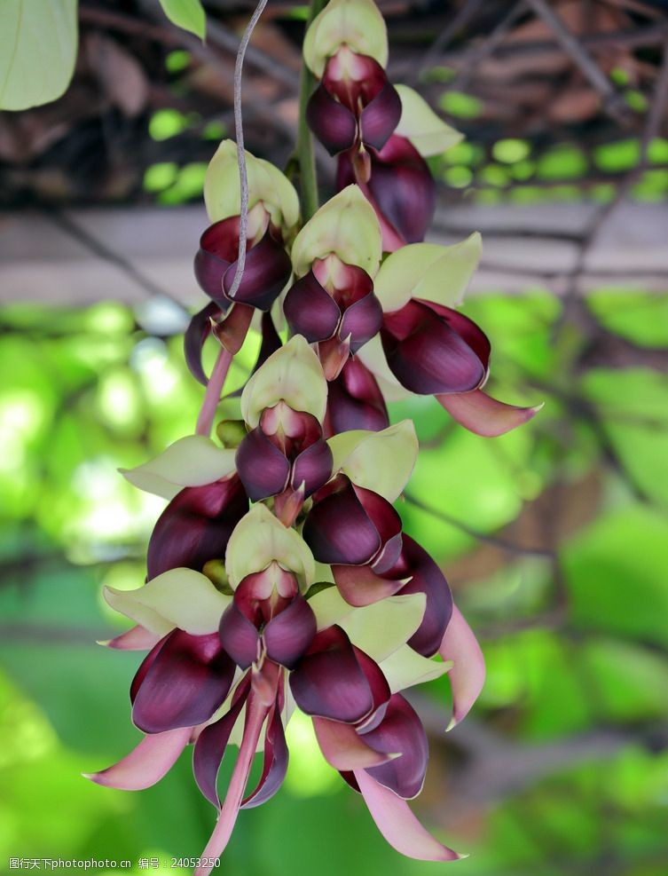 白花油麻藤图片免费下载 白花油麻藤素材 白花油麻藤模板 图行天下素材网