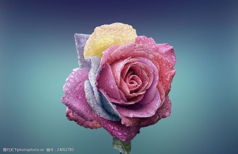 彩色的花色彩鲜艳的玫瑰