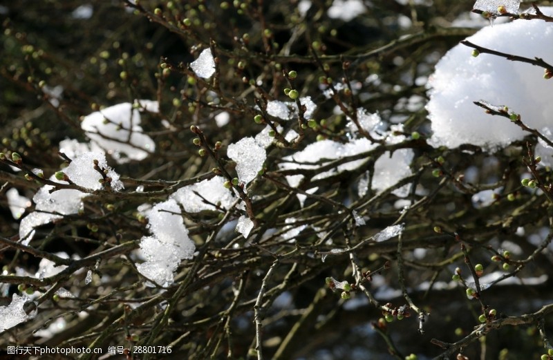 待雪草红梅树上的雪