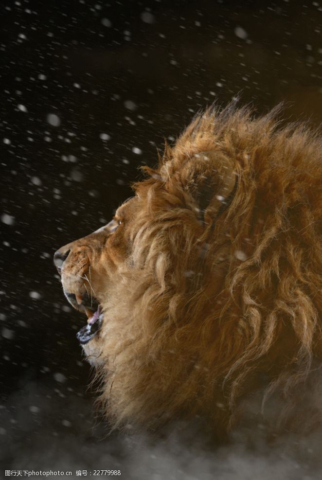 狮子迷雾飘雪