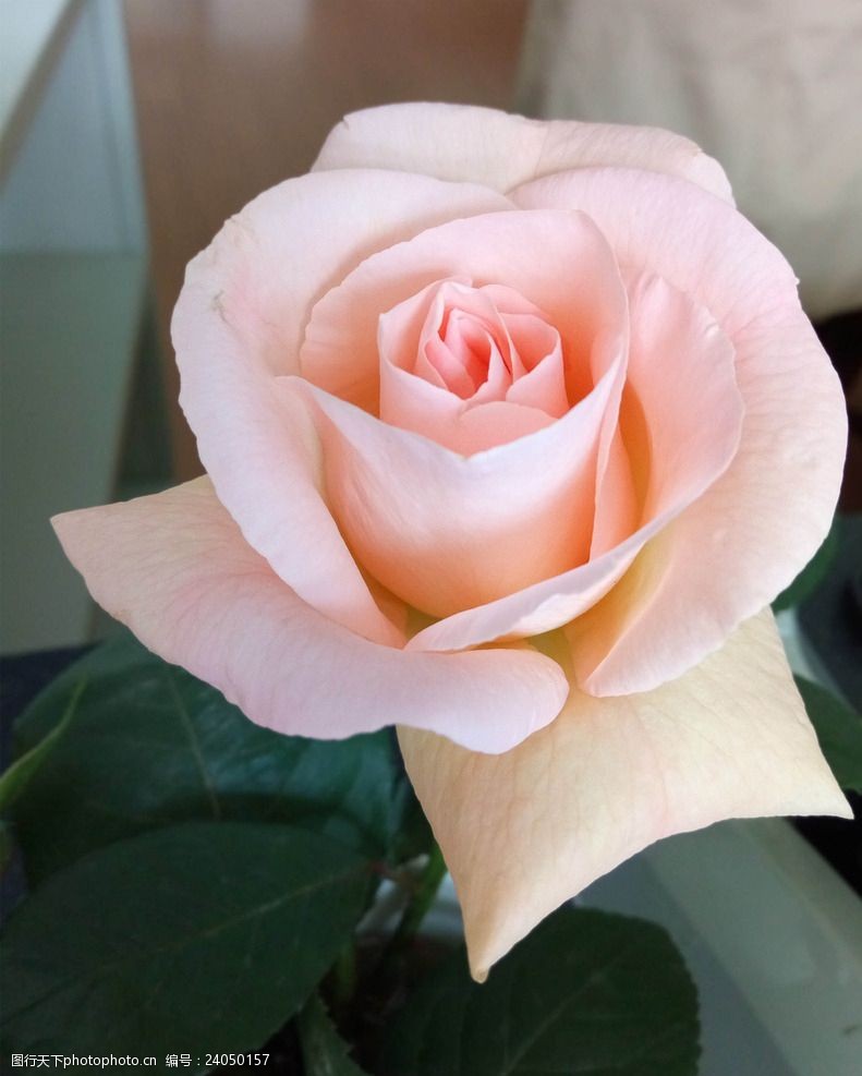 茎直立粉色玫瑰