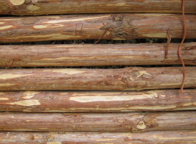 伐木木材